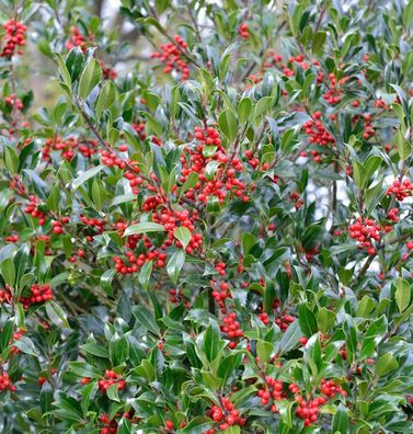 Hochstamm Stechpalme Nellie R Stevens 100-125cm - Ilex aquifolium