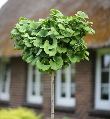 Hochstamm Fächerblattbaum 40-60cm - Ginkgo biloba