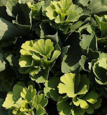 Ballförmiger Ginkgobaum Globus 50-60cm - Ginkgo biloba