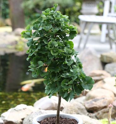 Hochstamm Fächerblattbaum Troll 100-125cm - Ginkgo biloba