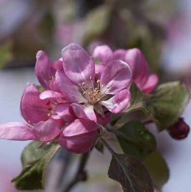 Zierapfel Neville Copeman 60-80cm - Malus Hybride