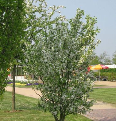 Zierapfel Red Obelisk 60-80cm - Malus Hybride