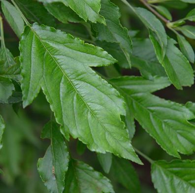 Dreilappiger Zier-Apfelbaum 60-80cm - Malus trilobata