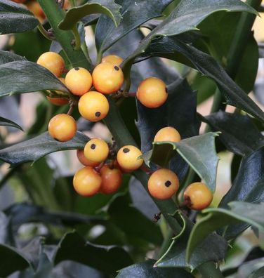 Amerikanischer Ilex Golden Girl 100-125cm - ilex meserveae