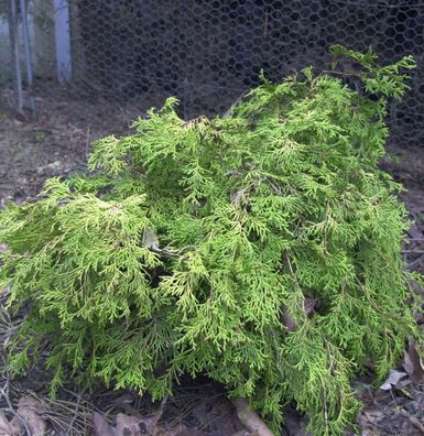 Breite Kissenzypresse Kamarachiba 20-25cm - Chamaecyparis obtusa