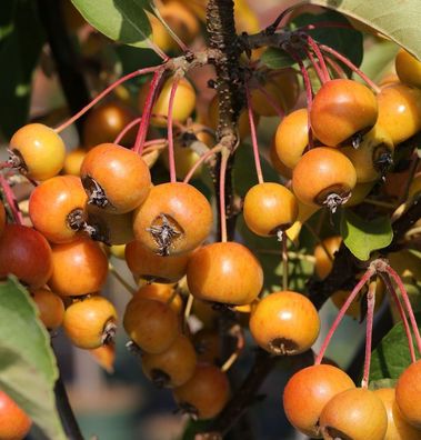 Hochstamm Zierapfelbaum Pom Zai 40-60cm - Malus Hybride