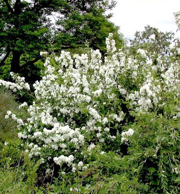 Gartenjasmin Dame Blanche 40-60cm - Philadelphus