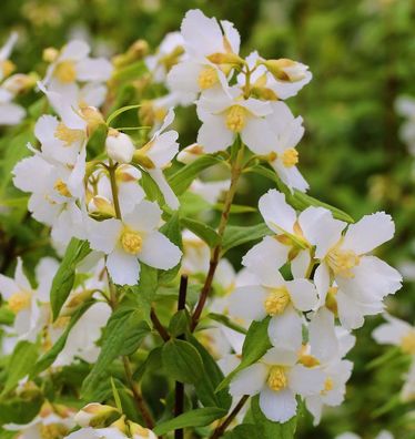 Duftjasmin Erectus 40-60cm - Philadelphus