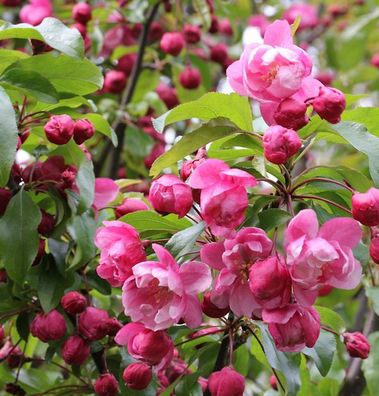 Hochstamm Zierapfel Prairie Fire 40-60cm - Malus Hybride