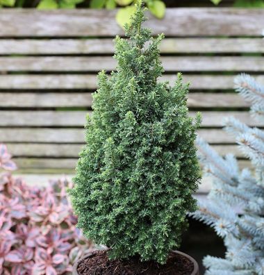 Kegelzypresse Top Point 30-40cm - Chamaecyparis thyoides