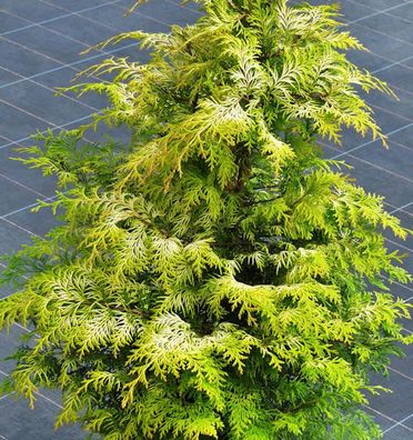 Zypresse Sunny Kiss 30-40cm - Chamaecyparis lawsoniana