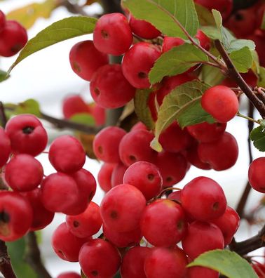 Hochstamm Zierapfel Red Sentinel 40-60cm - Malus Hybride