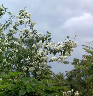 Gartenjasmin Pearls of Perfume 40-60cm - Philadelphus