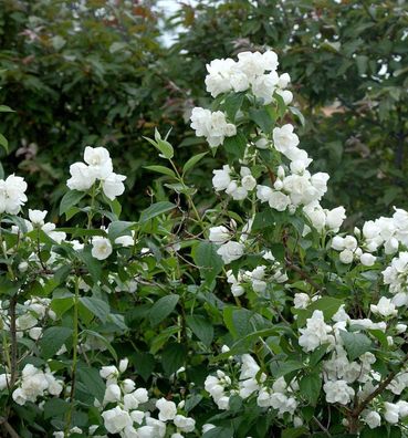 Gefüllter Gartenjasmin Schneesturm 60-80cm - Philadelphus