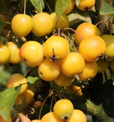 Zierapfel Golden Hornet 100-125cm - Malus Hybride