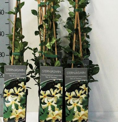 Sternjasmin Star of Toscane 60-80cm - Trachelospermum jasminoides