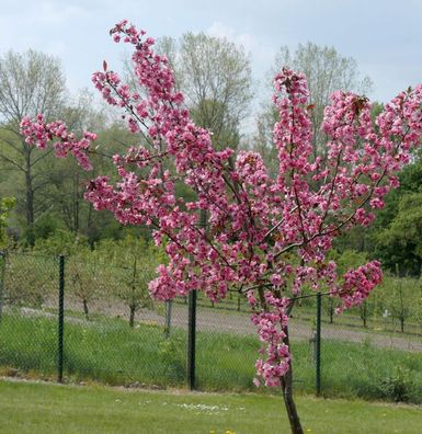 Hochstamm Zierapfel Royal Raindrops 80-100cm - Malus Hybride
