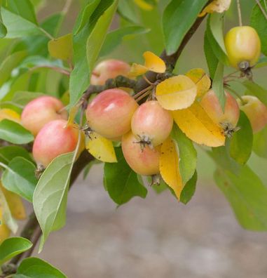 Zierapfel John Downie 80-100cm - Malus Hybride