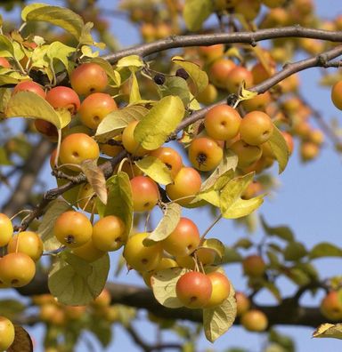 Zierapfel Butterball 80-100cm - Malus Hybride