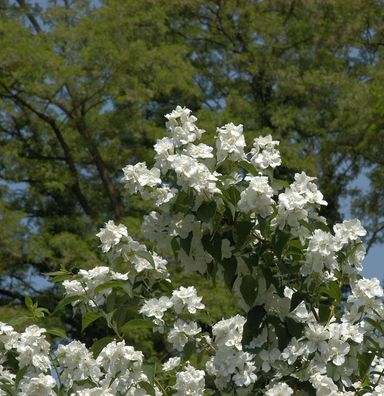 Gefüllter Gartenjasmin 80-100cm - Philadelphus