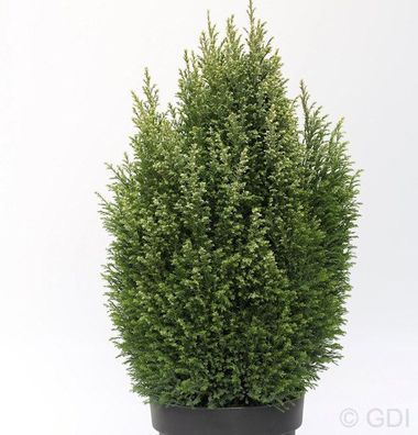 Gartenzypresse Snow White® 50-60cm - Chamaecyparis lawsoniana