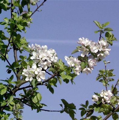 Wildapfel - Holzapfel 125-150cm - Malus sylvestris