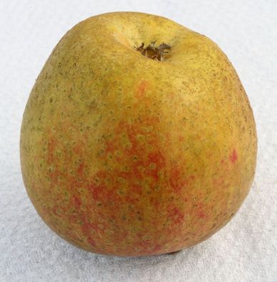 Apfelbaum Adamsparmäne 60-80cm - fest und edel