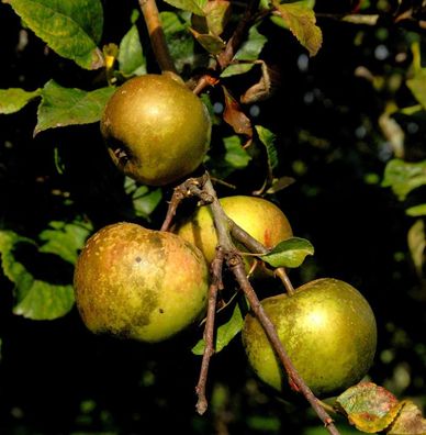 Apfelbaum Altländer Pfannkuchenapfel 60-80cm - süßsäuerlich