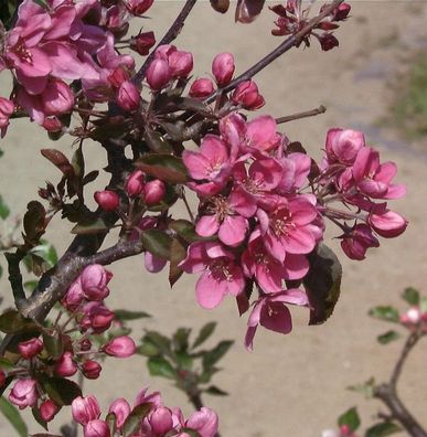Säulenapfel Maypole 60-80cm - dunkelrote Früchte
