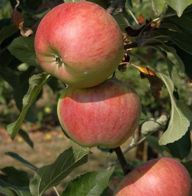 Säulenapfel Polka 60-80cm - rotgelbe Früchte