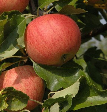 Säulenapfel Waltz 60-80cm - süßer Apfel