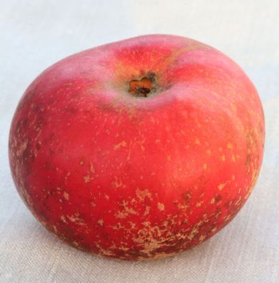 Apfelbaum Baumannsrenette 60-80cm - feinwürzig und knackig