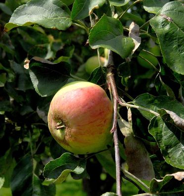 Apfelbaum Biesterfelder Renette 60-80cm - feinwürzig und saftig