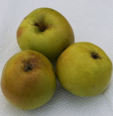 Apfelbaum Boikenapfel 60-80cm - feinwürzig und mild