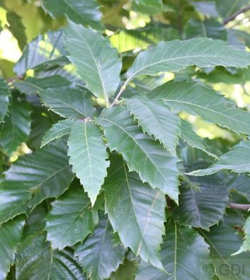 Eßkastanie 100-125cm - Castanea sativa