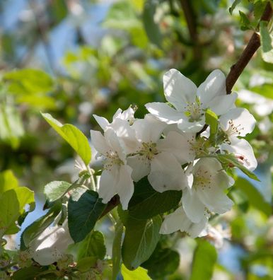 Apfelbaum Dülmener Rosenapfel 60-80cm - saftig und locker
