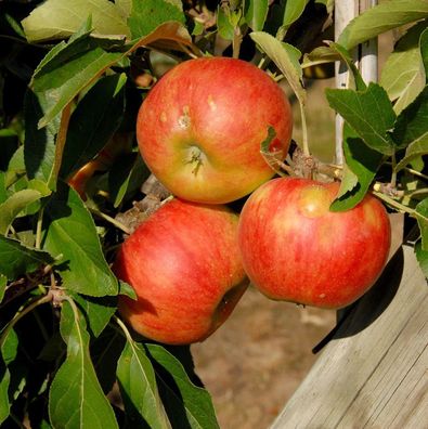Apfelbaum Elstar 60-80cm - feinwürzig und edel
