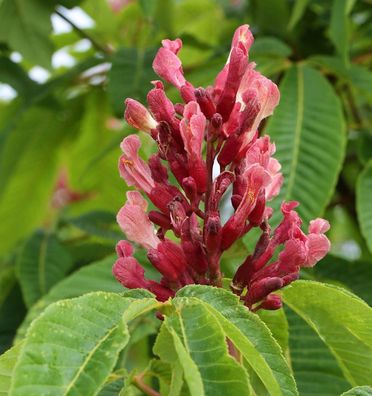 Hochstamm Blutrote Rosskastanie 80-100cm - Aesculus pavia