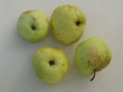 Apfelbaum Filippa 60-80cm - edler Herbstapfel