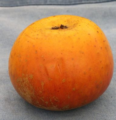 Apfelbaum Gelber Münsterländer Borsdorfer 60-80cm - fest und säuerlich