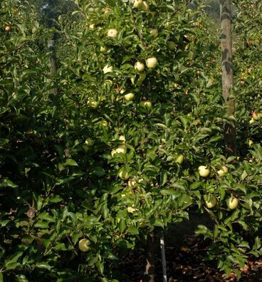 Apfelbaum Gelber Osterapfel 60-80cm - ein Lagerapfel
