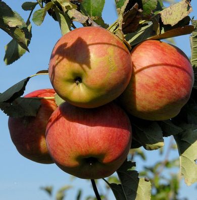 Apfelbaum Goldprinz 60-80cm - guter Herbstapfel