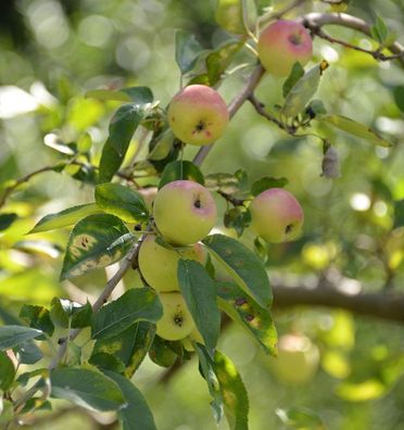 Apfelbaum Grahams Jubiläum 60-80cm - süßsäuerlich