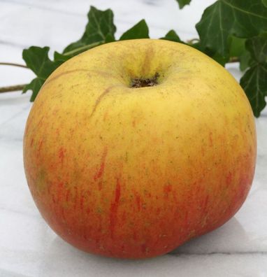 Apfelbaum Hildesheimer Goldrenette 60-80cm - edel und feinwürzig