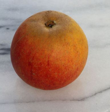Apfelbaum Holsteiner Cox 60-80cm - süß und fest