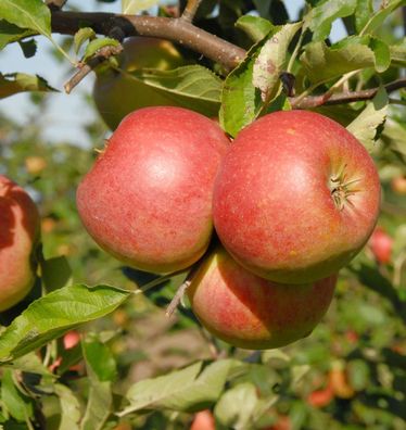 Apfelbaum James Grievel 60-80cm Frühapfel und säuerlich