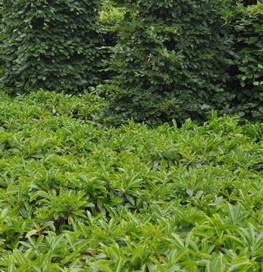 Bodendecker Lorbeerkirsche Mount Vernon 30-40cm - Prunus laurocerasus