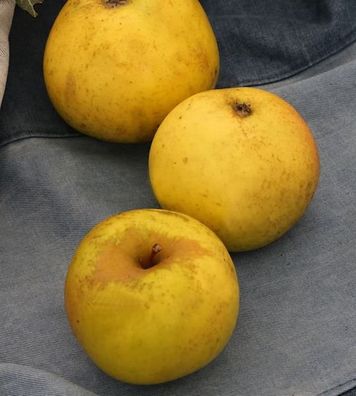 Apfelbaum Jeverraner Süßapfel 60-80cm - säuerlich und trocken