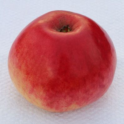 Apfelbaum Kaiser Alexander 60-80cm - saftig und süßsauer