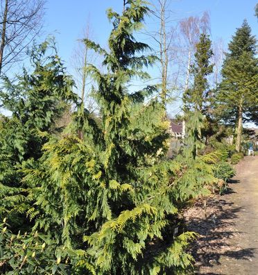 Gelbe Nootka Scheinzypresse Aurea 80-100cm - Chamaecyparis nootkatensis